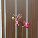 Apartamento Petra 628 *